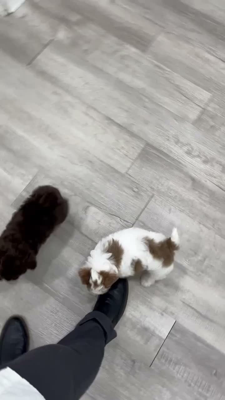 Yorkiepoo dogs for sale: Chico - Video 2