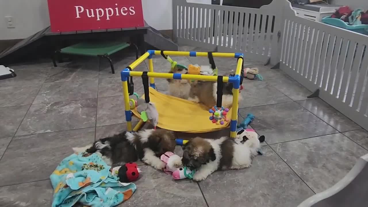 Havanese dogs for sale: DRAKE - Video 6