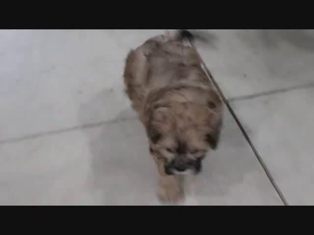 Shihpoo dogs for sale: Jody - Video 1