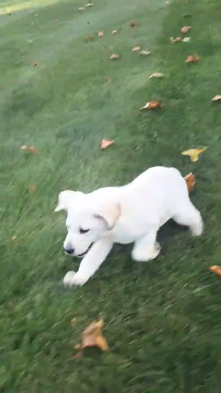 Labrador Retriever dogs for sale: Labrador Retriever 1 - Video 1