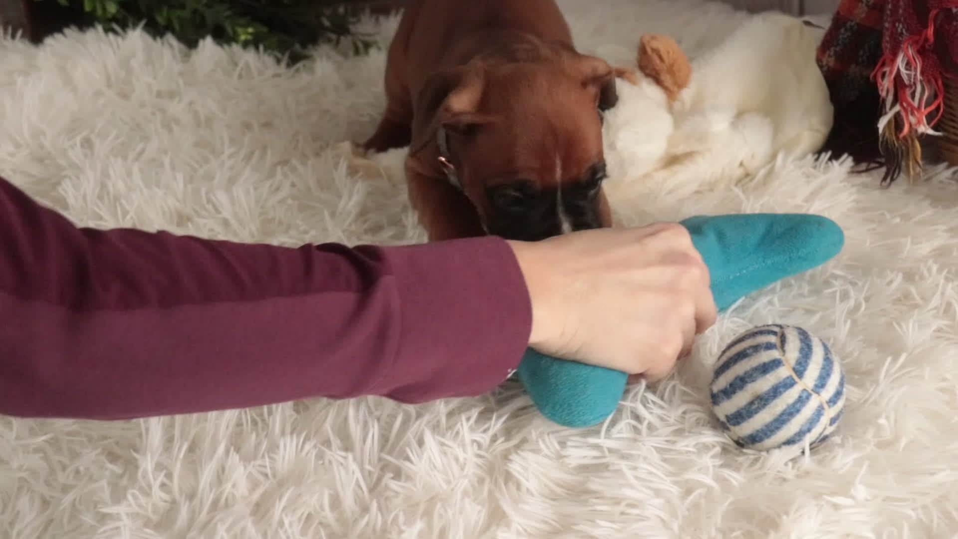 Boxer dogs for sale: Espresso - Video 1