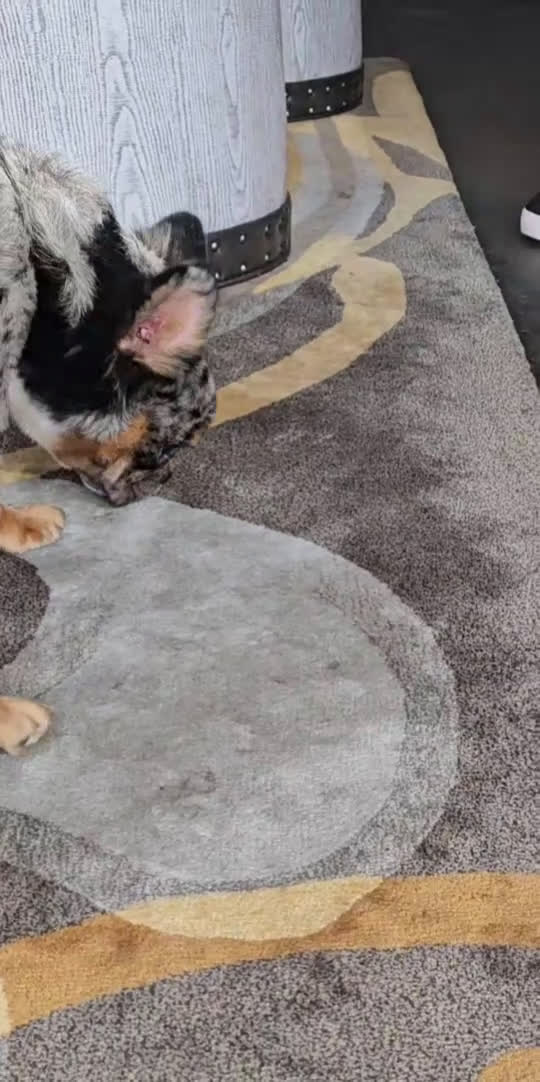 French Bulldog dogs for sale: Black & Tan Fluffy Merle French bulldog - Video 2