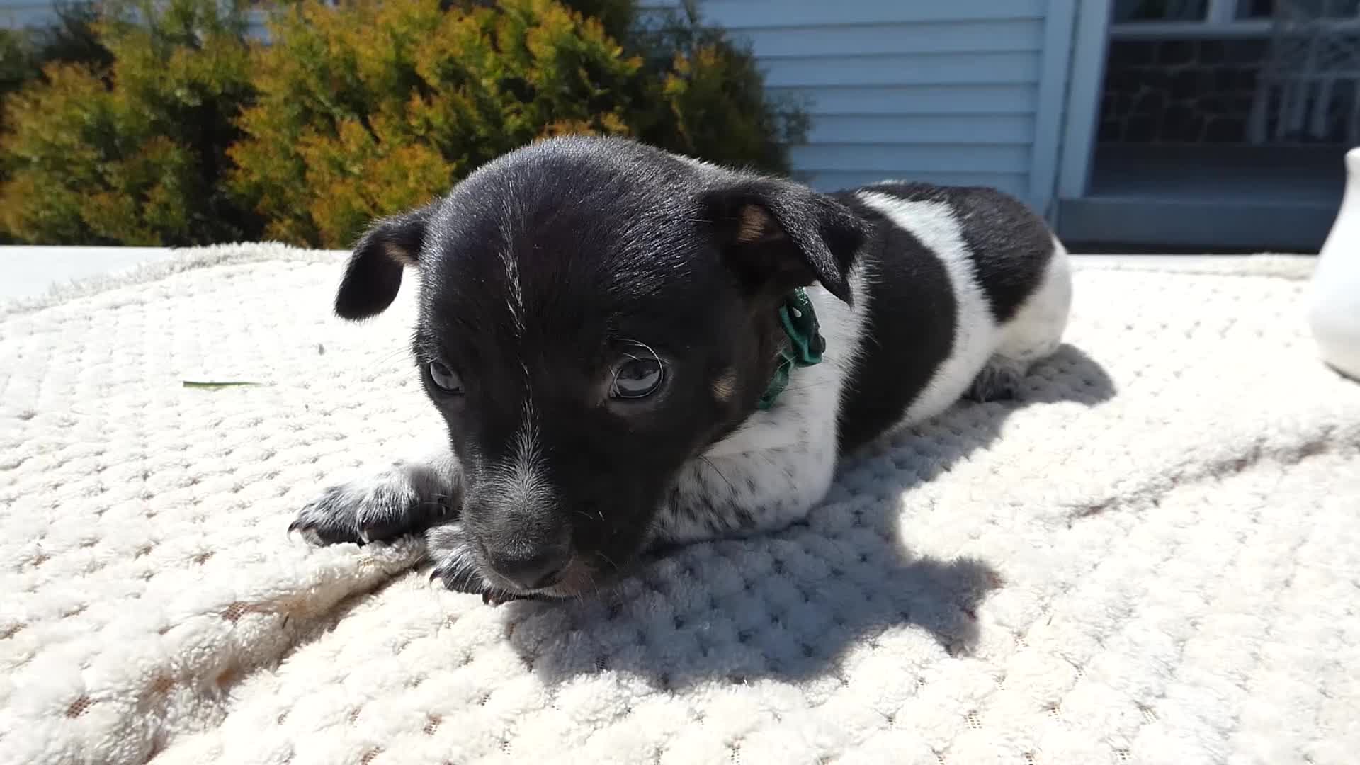Jack Russell Terrier dogs for sale: Jack Russell Terrier Puppy 1 Marko - Video 1
