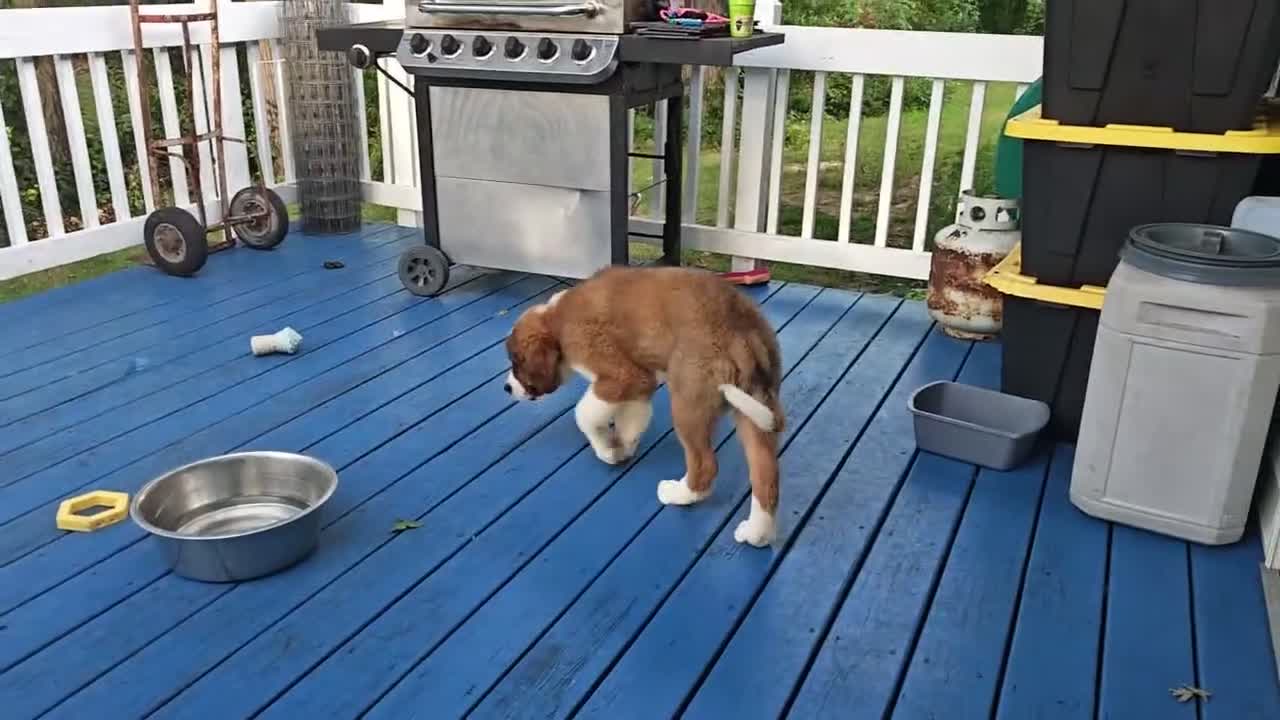 Mixed Breed dogs for sale: Moose - Video 6