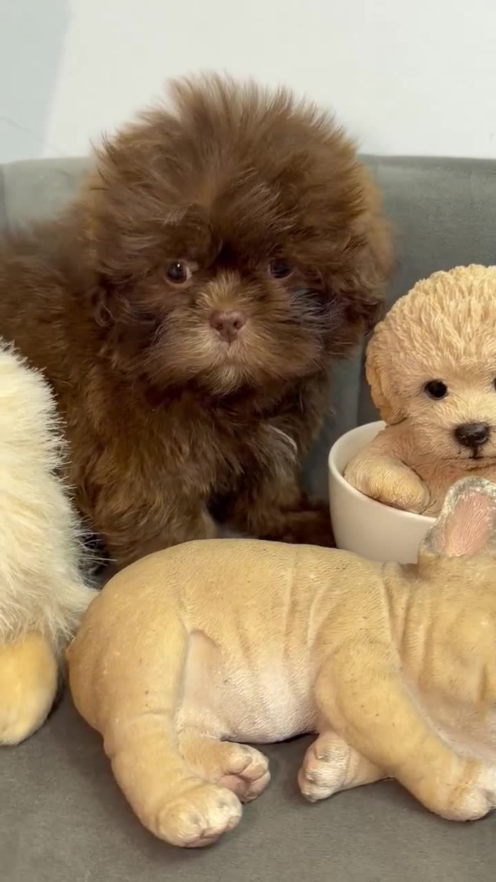Shih Tzu dogs for sale: Shih Tzu 2 Luna  - Video 1