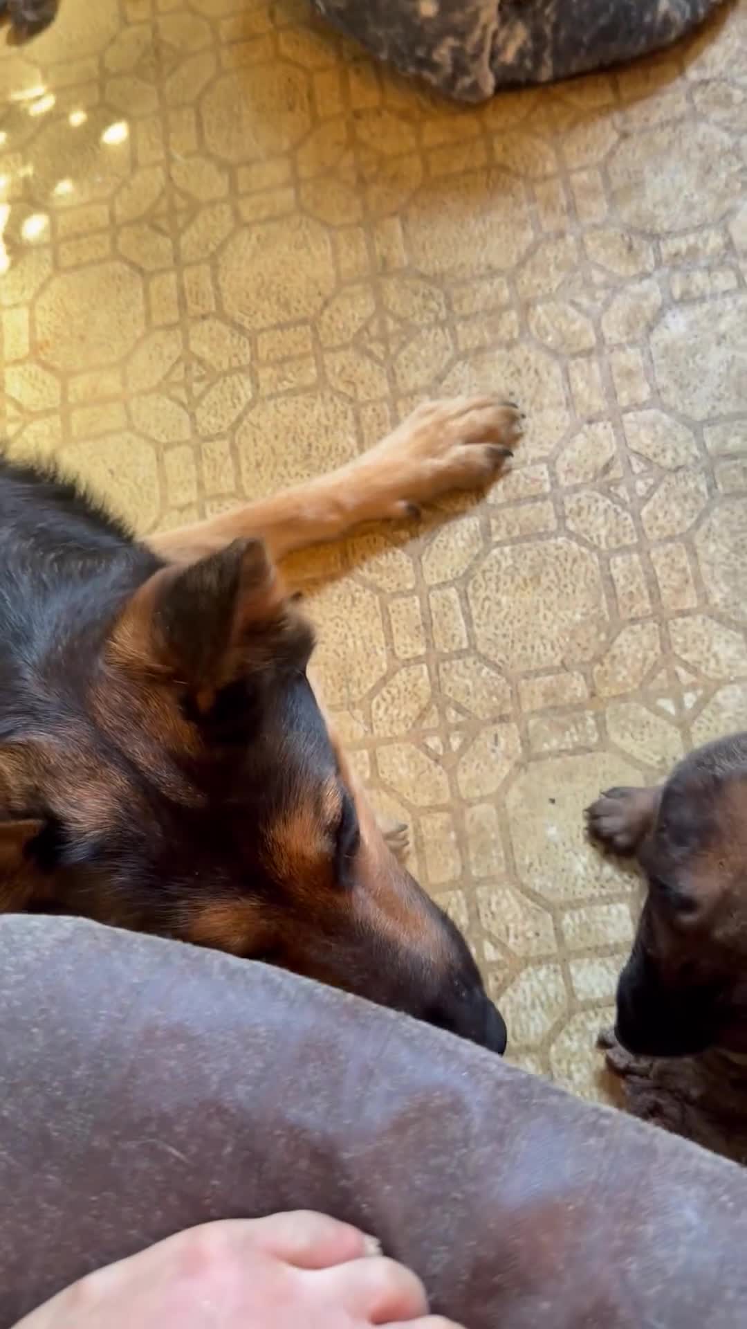 Mixed Breed dogs for sale: Mocha - Video 4