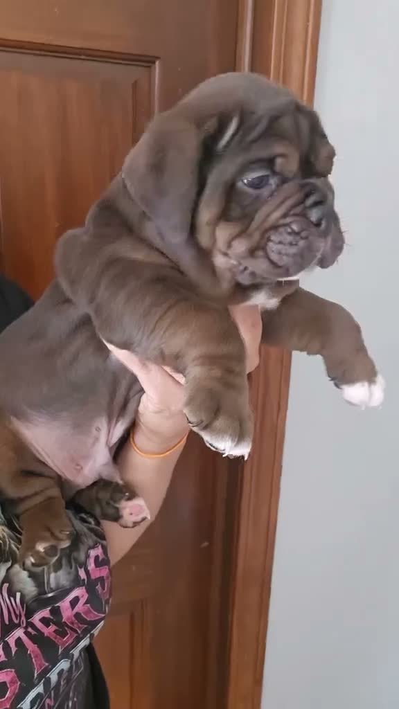 Olde English Bulldogge dogs for sale: Chocolate tri ghost Merle male  - Video 1
