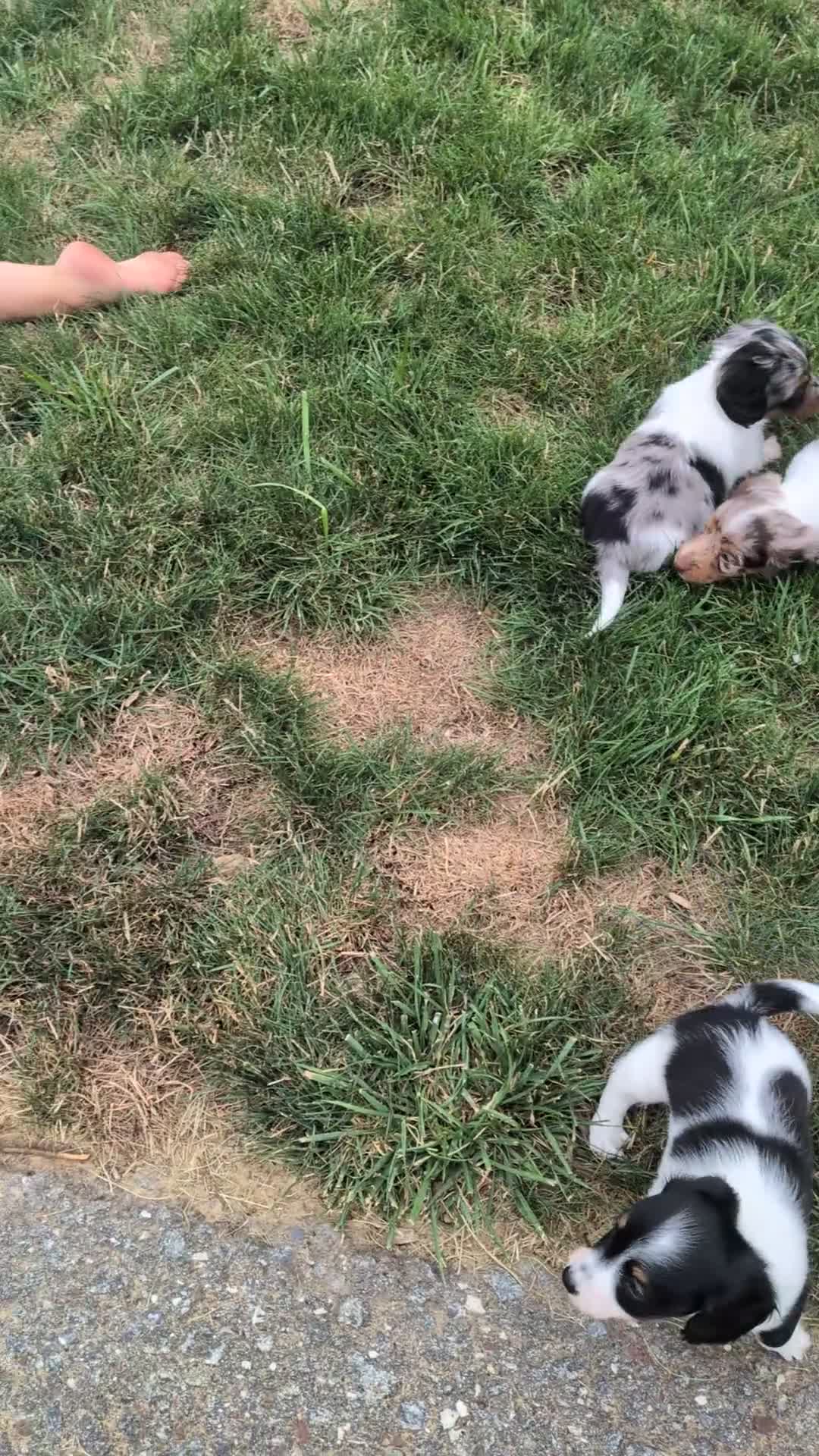Miniature Dachshund dogs for sale: Miniature Dachshund 1 - Video 1