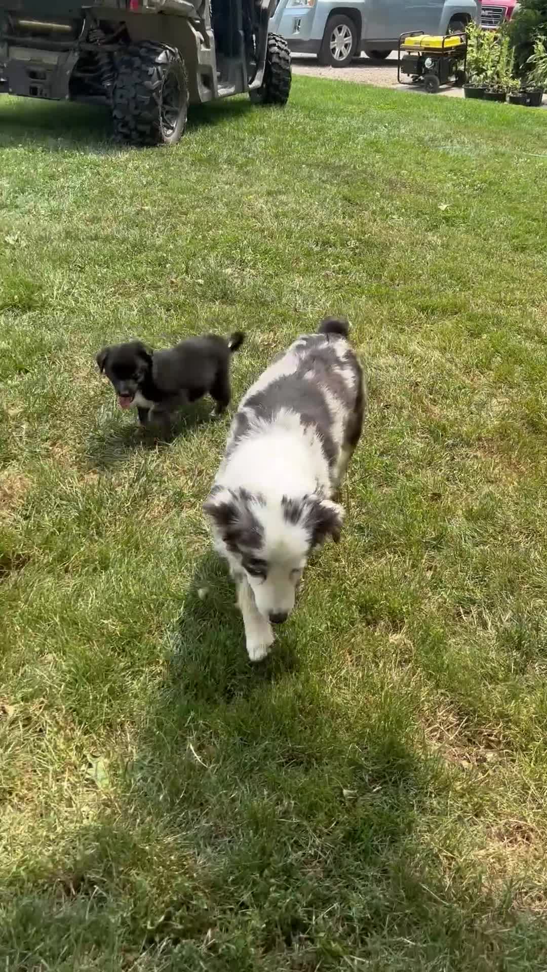 Mixed Breed dogs for sale: Missy - Video 2