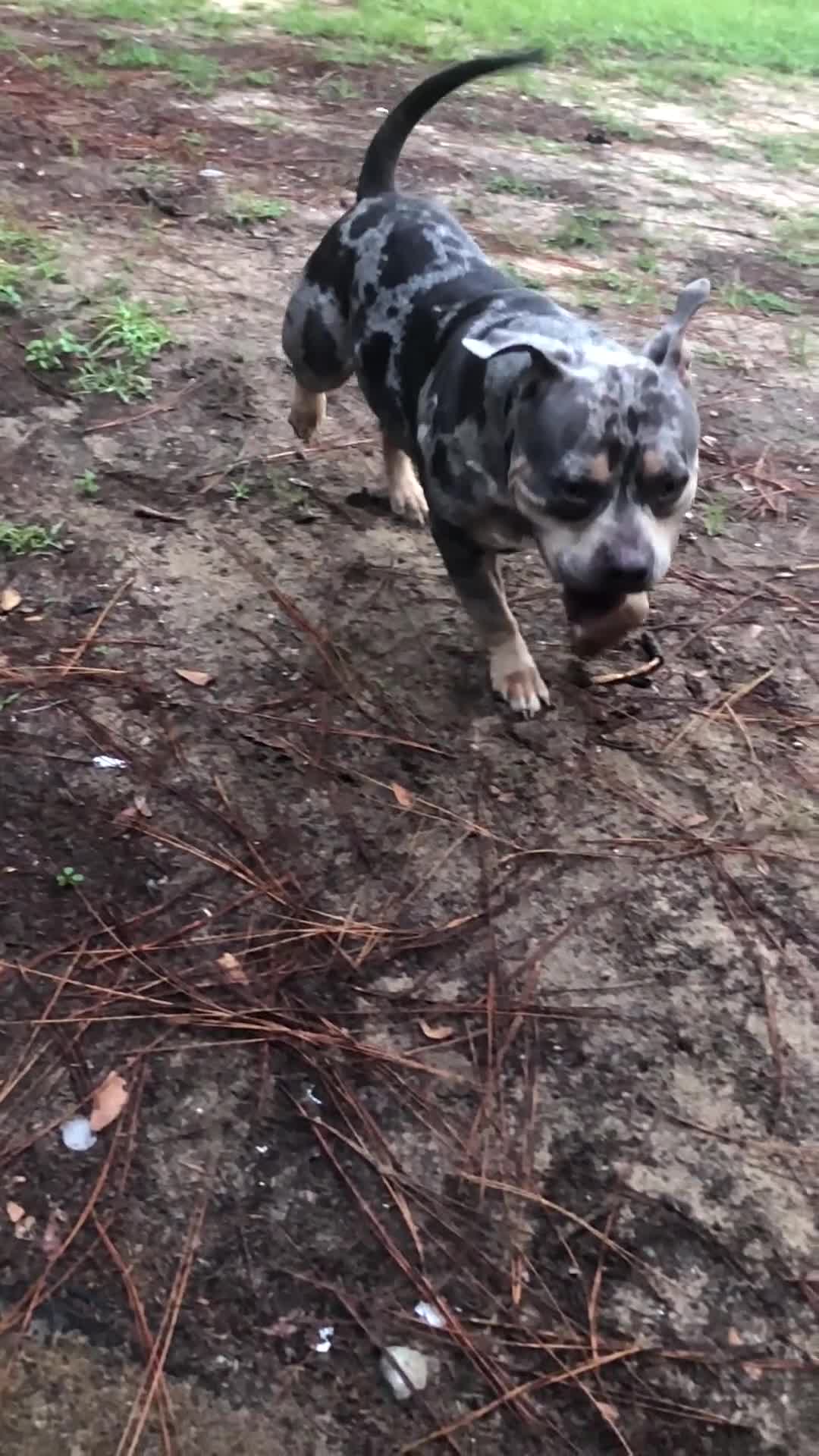 American Bulldog dogs for stud: Tank  - Video 1