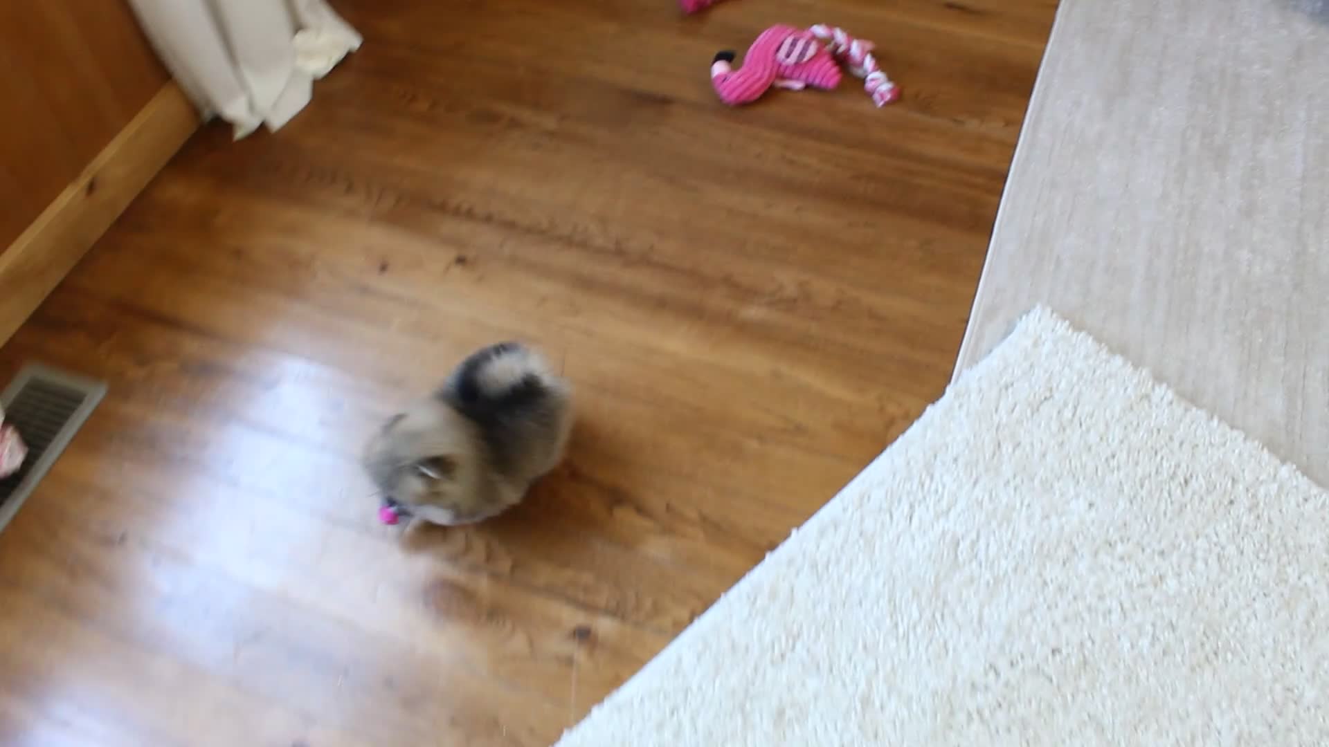Pomeranian dogs for sale: Teacup Paisley - Video 3