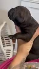 Cane Corso dogs for sale: Cane Corso 1 - Video 1