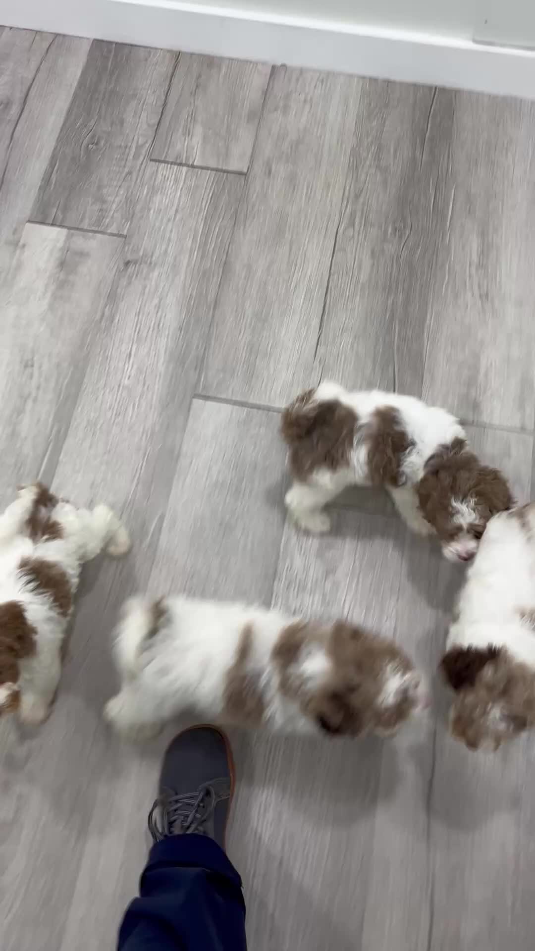 Miniature Poodle dogs for sale: Sasha - Video 2