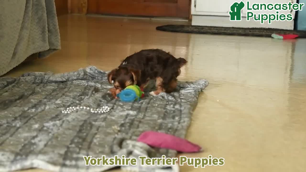 Yorkshire Terrier dogs for sale: Mocha - Video 1