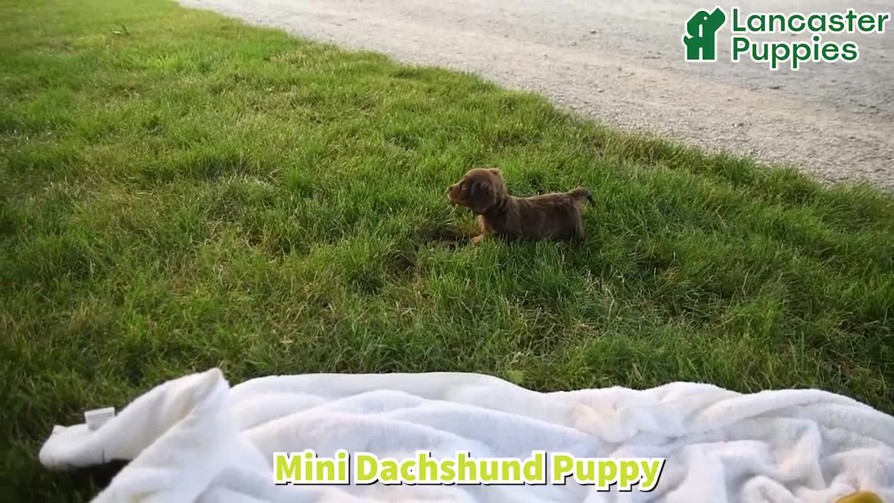 Miniature Dachshund dogs for sale: Prince   - Video 1