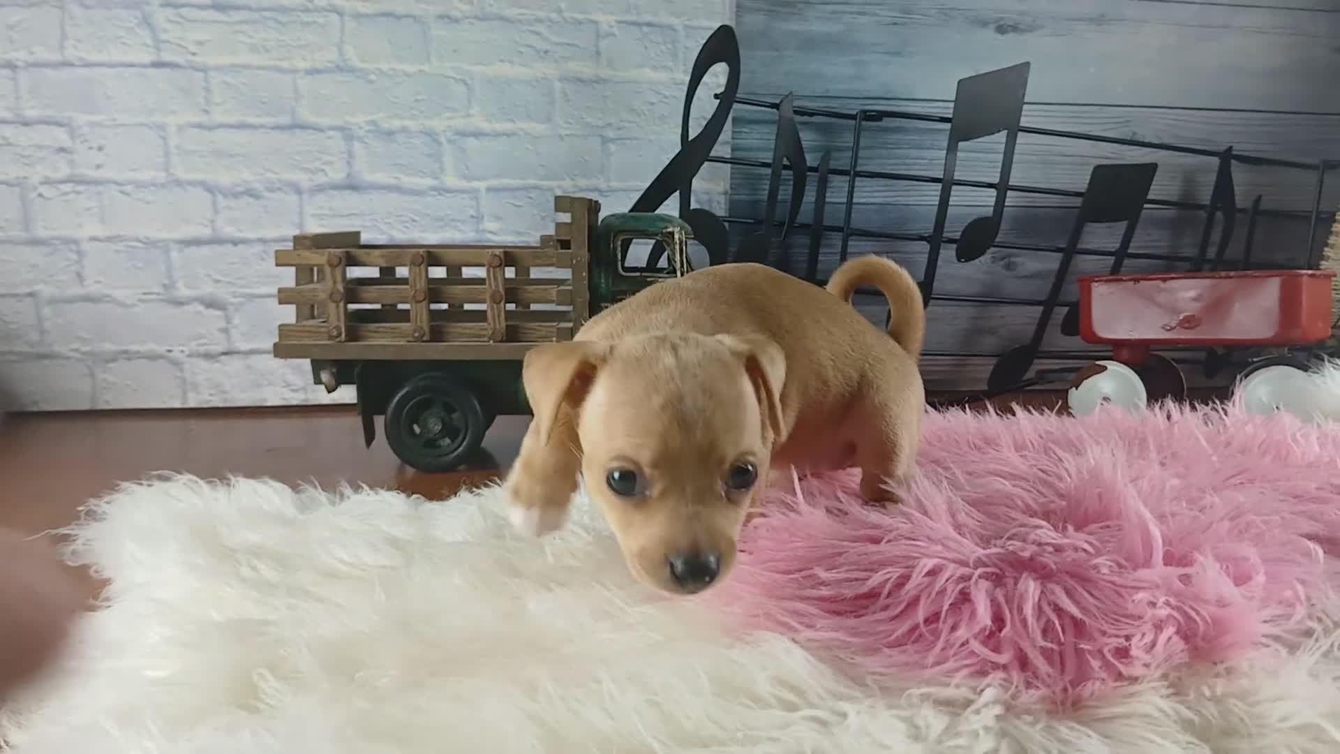 Chihuahua dogs for sale: Autumn blk tan girl. Hand Delivery  - Video 1