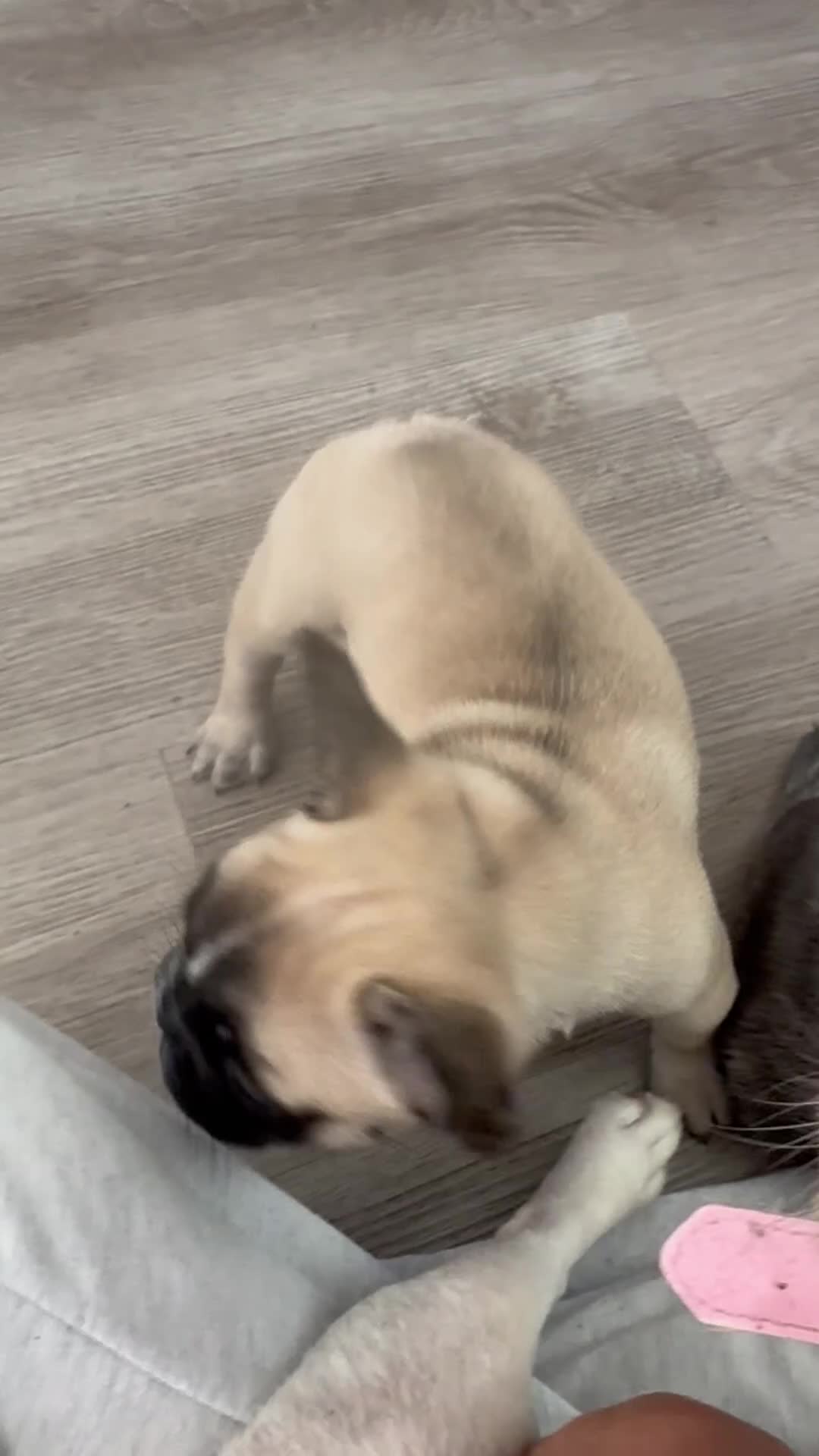 French Bulldog dogs for sale: Poppy Playtime  - Video 3