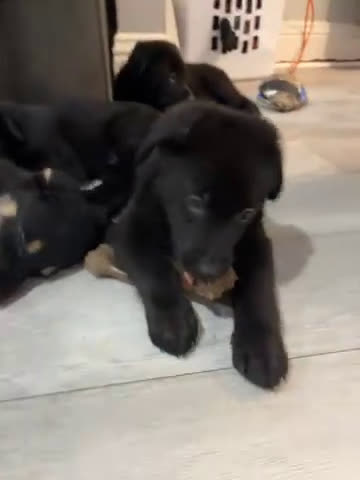 Mixed Breed dogs for sale: Mixed Breed Puppy 3 - Video 1