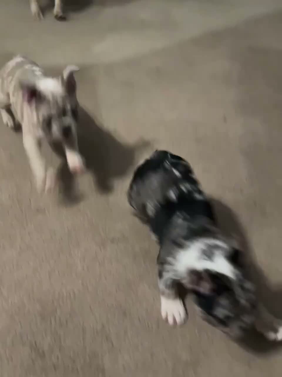 French Bulldog dogs for sale: Debo - Video 1