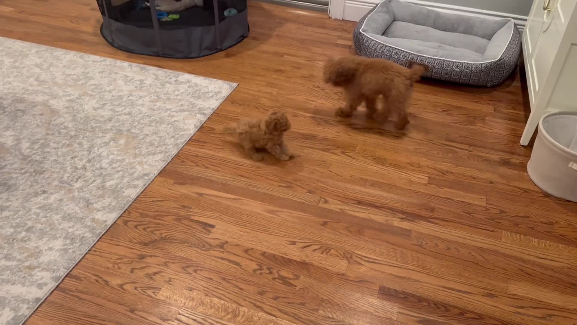 Toy Poodle dogs for sale: Benji - ACA Toy Poodle Male / Loving Companion - Video 2