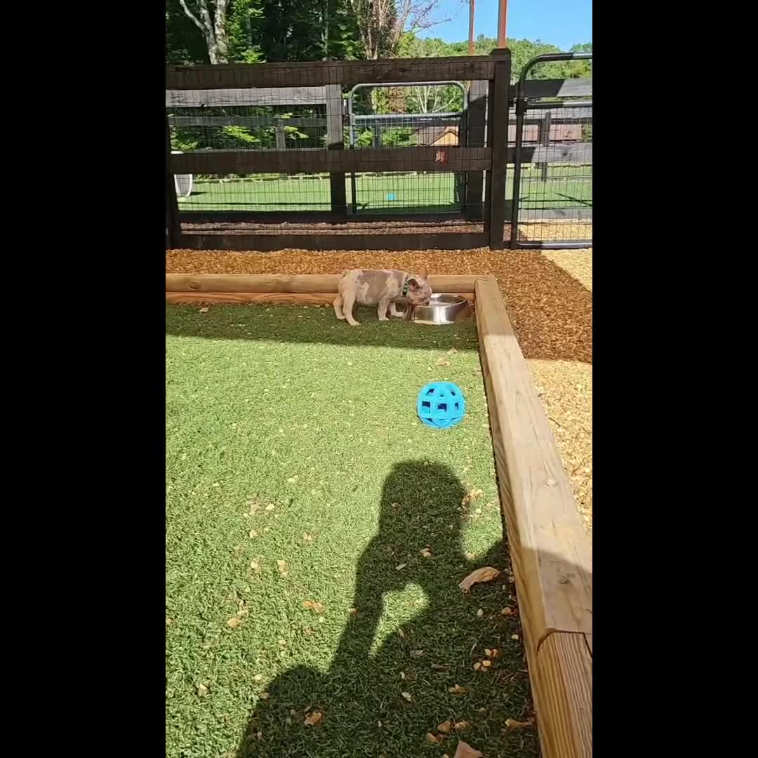 French Bulldog dogs for sale: Wahoo - Video 1