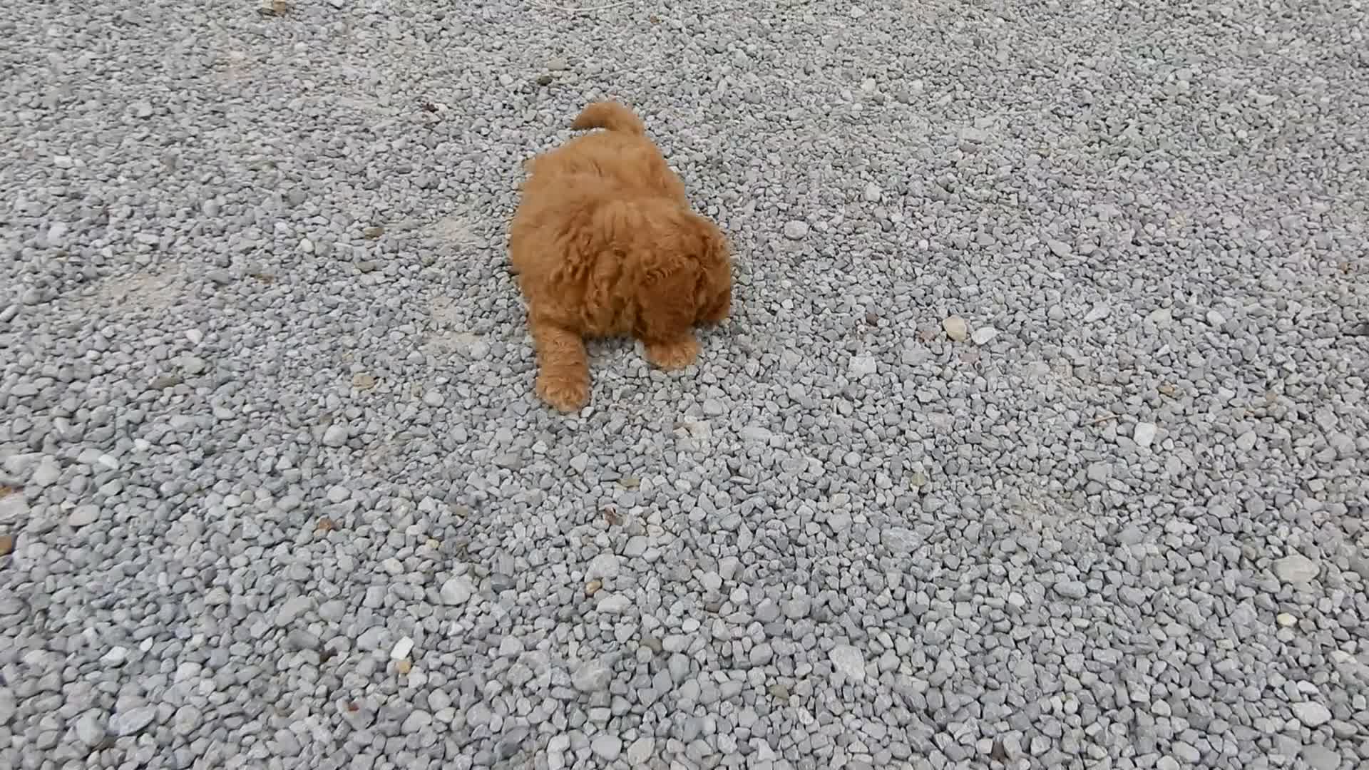Mini Goldendoodle dogs for sale: Finn - Video 1