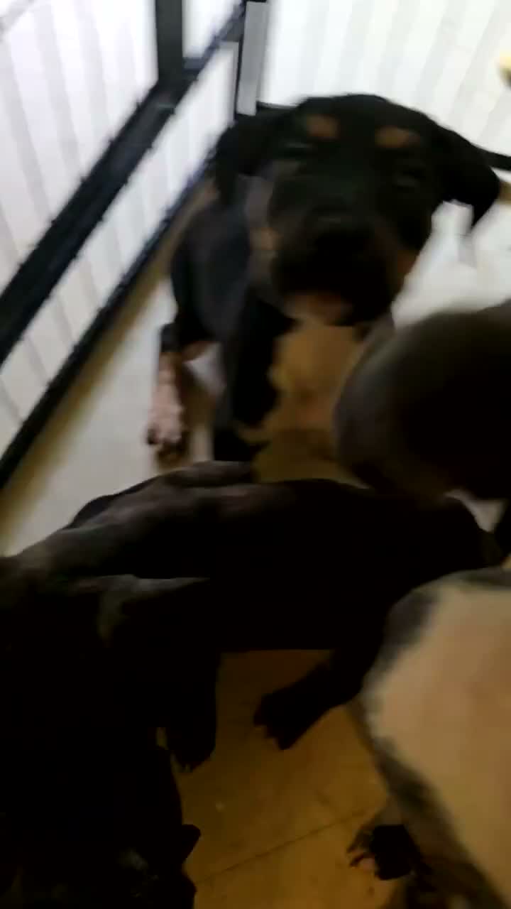 Mixed Breed dogs for sale: Mixed Breed 6 - Video 1