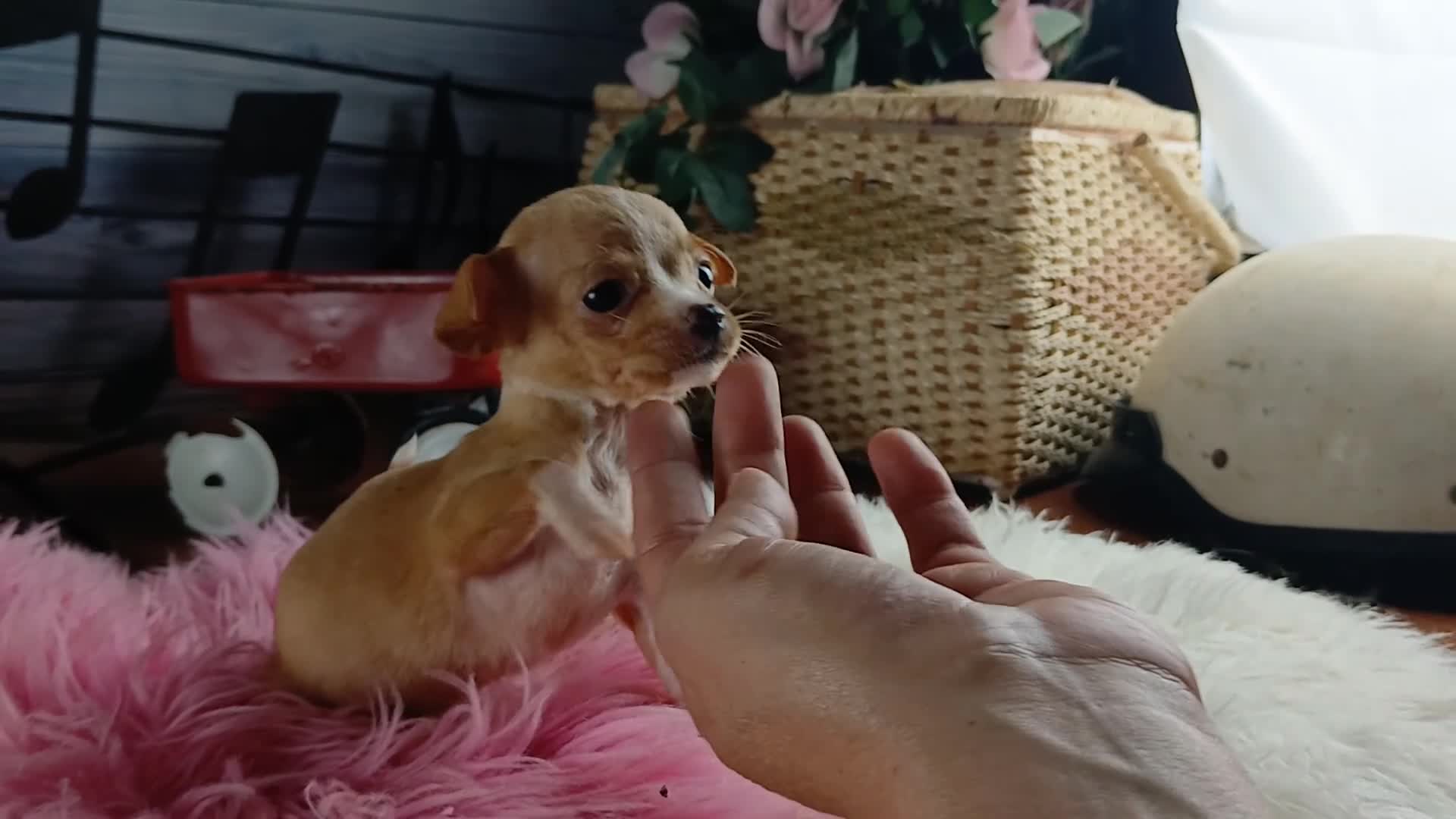 Chihuahua dogs for sale: Vanillas fawn white girl. Hand Delivery  - Video 1