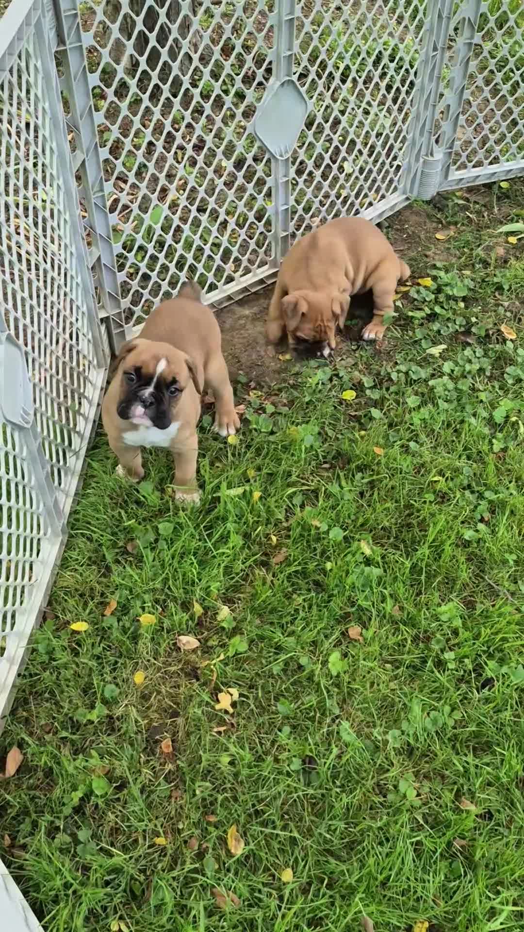 Boxer dogs for sale: Maggie - Video 1