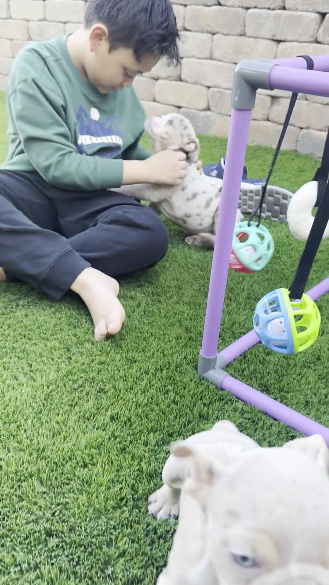 English Bulldog dogs for sale: Strawberry - Video 1