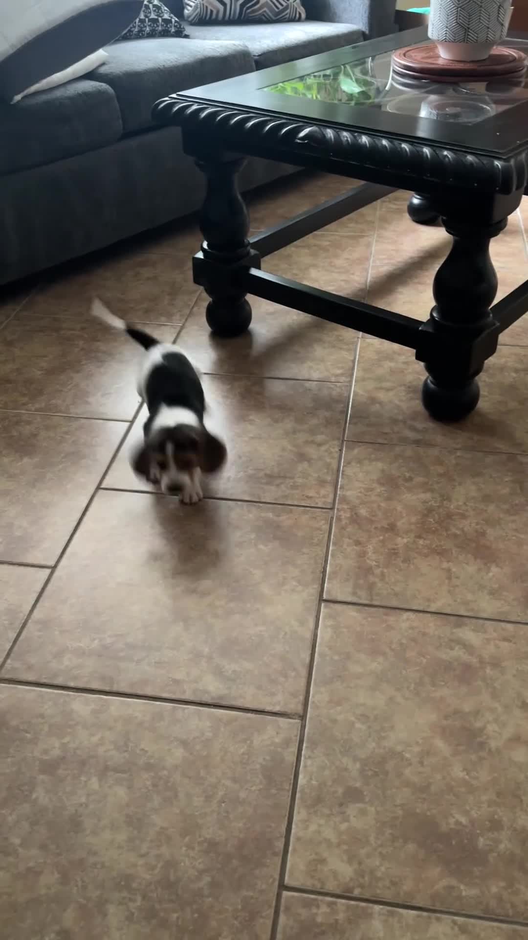 Beagle dogs for sale: Gruñon - Video 1