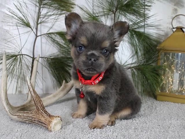 French Bulldog dogs for sale: Bryce - Video 1