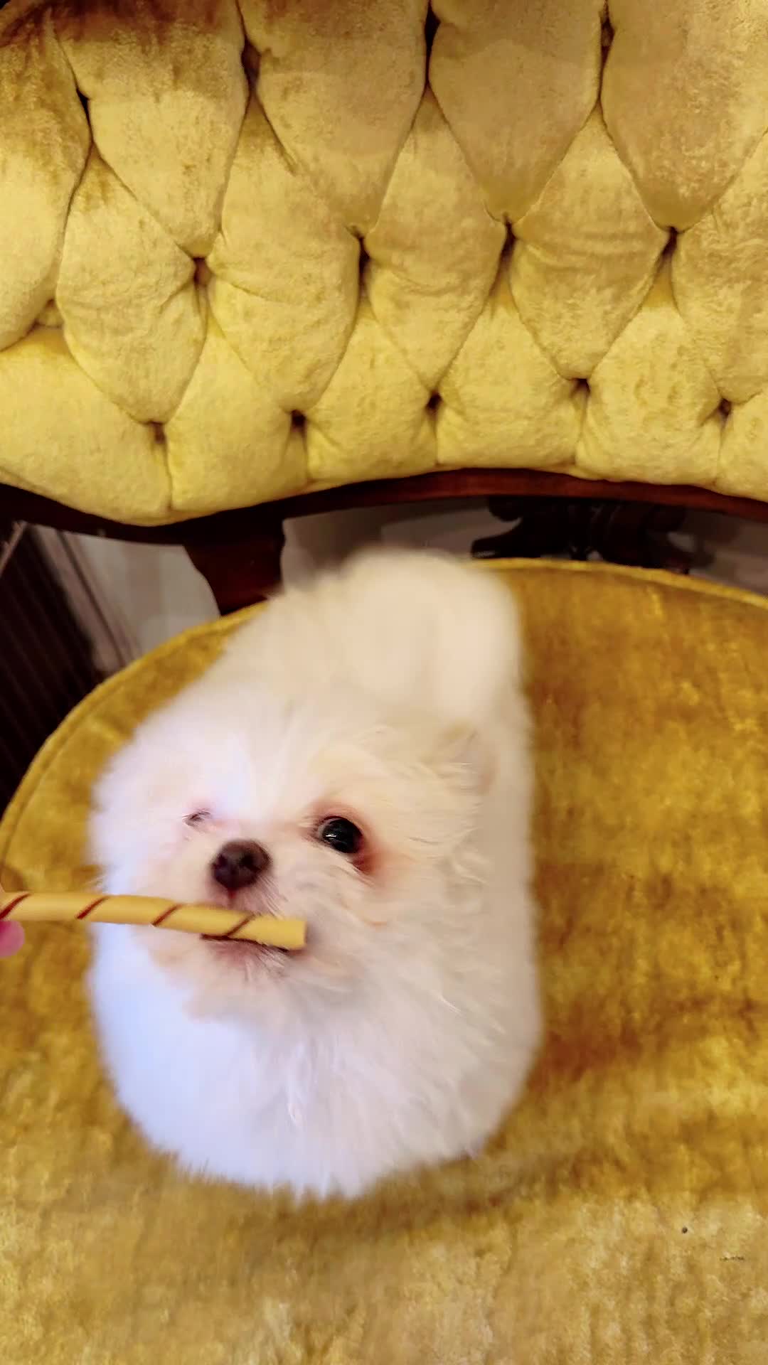 Maltipom dogs for sale: 🩶 Mochi 🩵 - Video 1