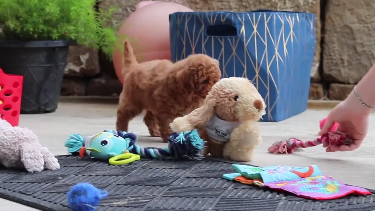 Maltipoo dogs for sale: Kolten - Video 3