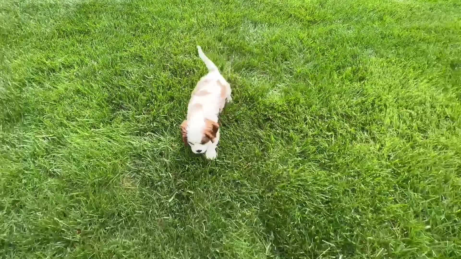 Cavalier King Charles Spaniel dogs for sale: Milo - Video 1