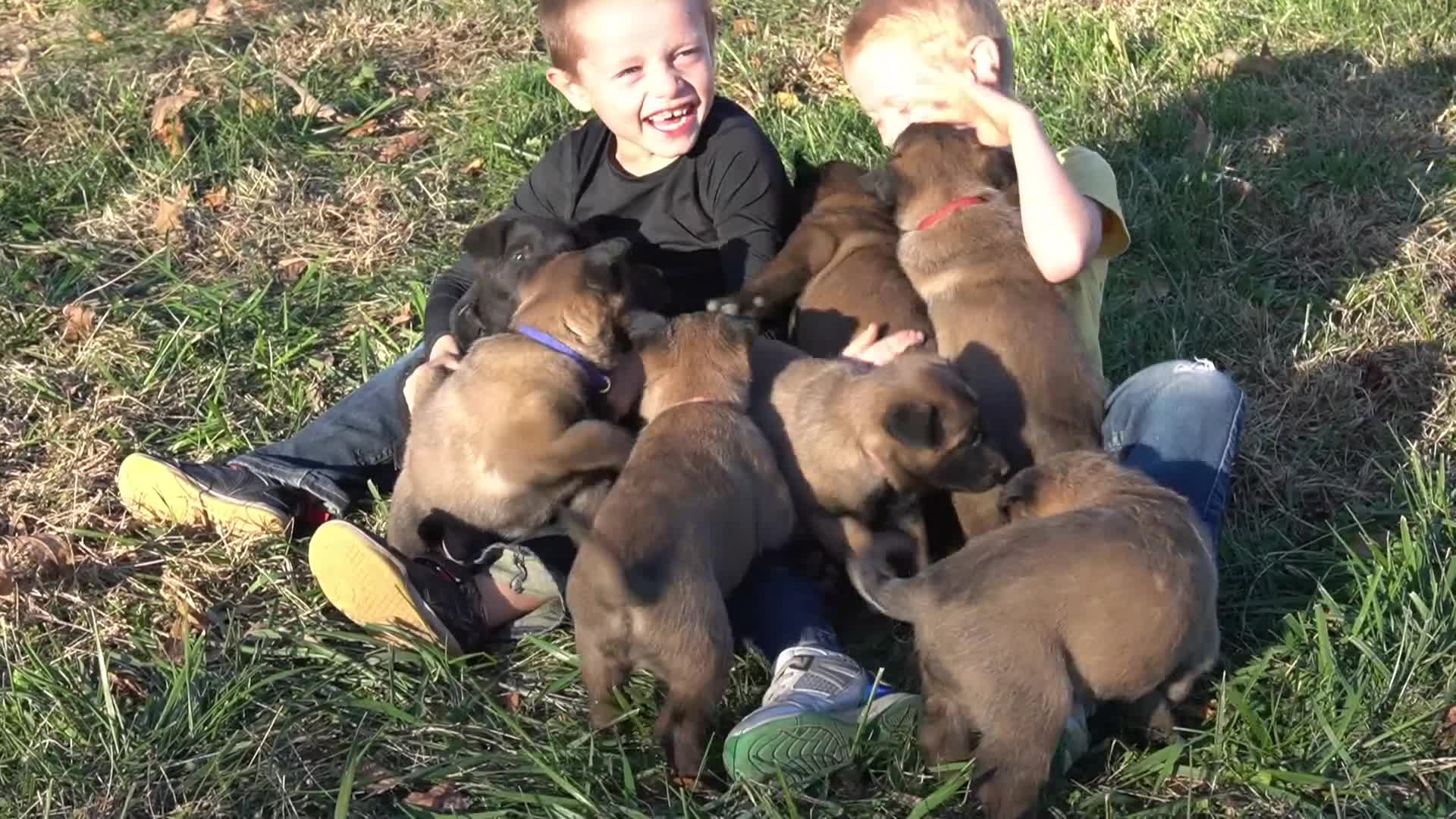 Belgian Malinois dogs for sale: Charlie - Video 1
