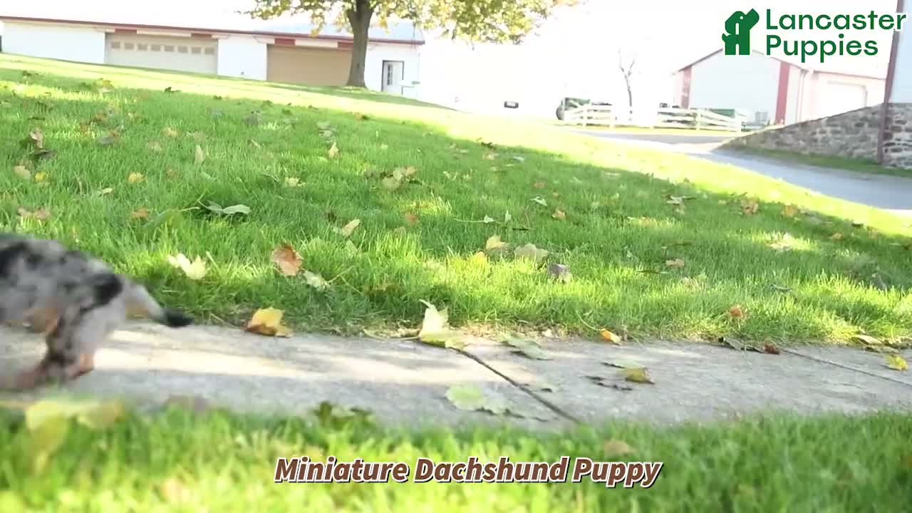 Miniature Dachshund dogs for sale: Toby - Video 1