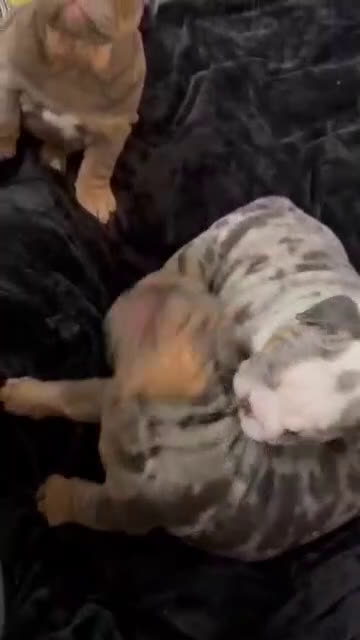 English Bulldog dogs for sale: ICE CUBE-TRI MERLE - Video 5