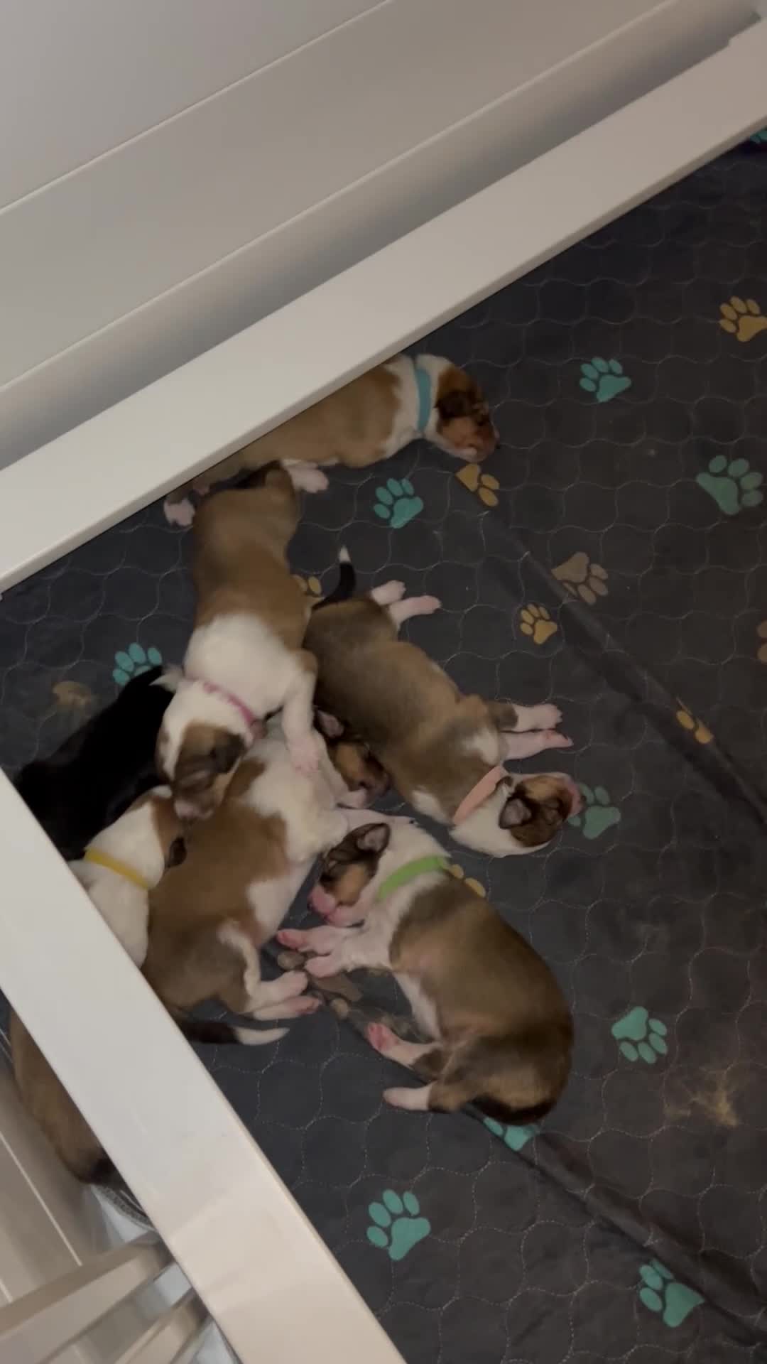 Collie dogs for sale: Autumn - Video 1