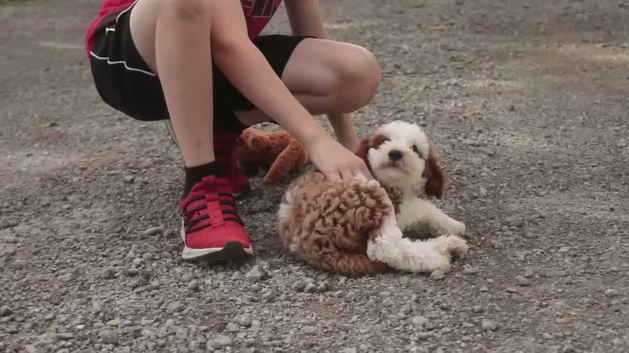 Cavapoo dogs for sale: Bella Cavapoo  - Video 2