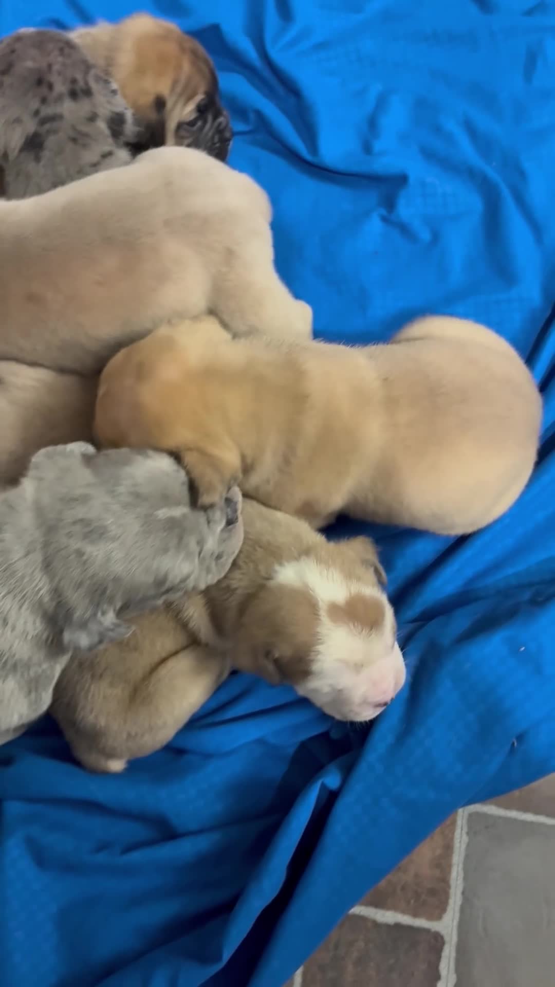 Olde English Bulldogge dogs for sale: Sophie Olde English Bulldogge - Video 1