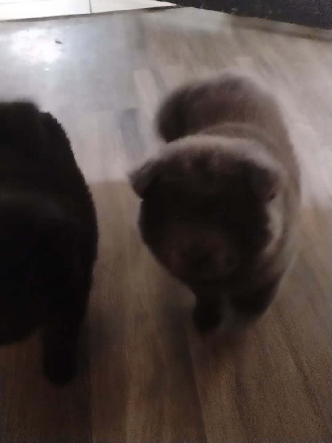 Chow Chow dogs for sale: Midnite & smoke  - Video 1