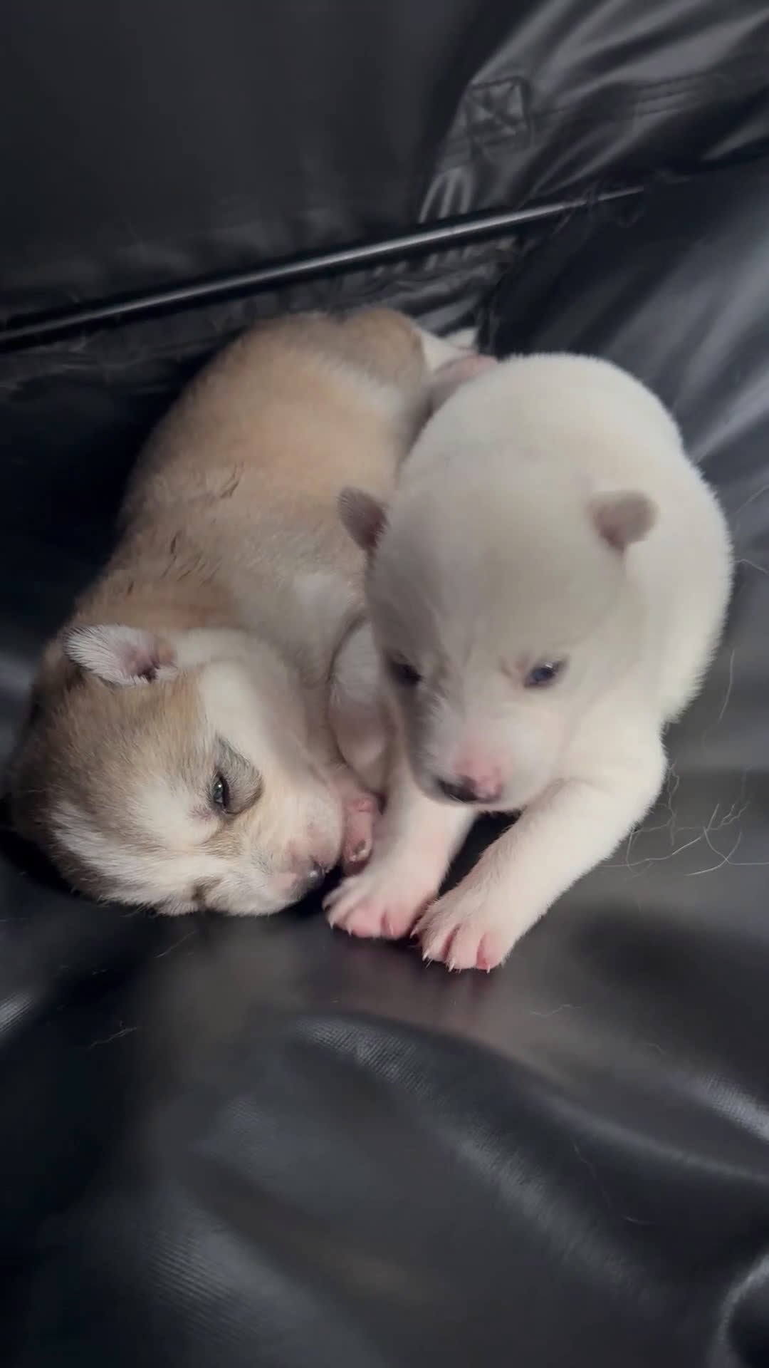 Siberian Husky dogs for sale: Siberian Husky Puppy 1 - Video 6