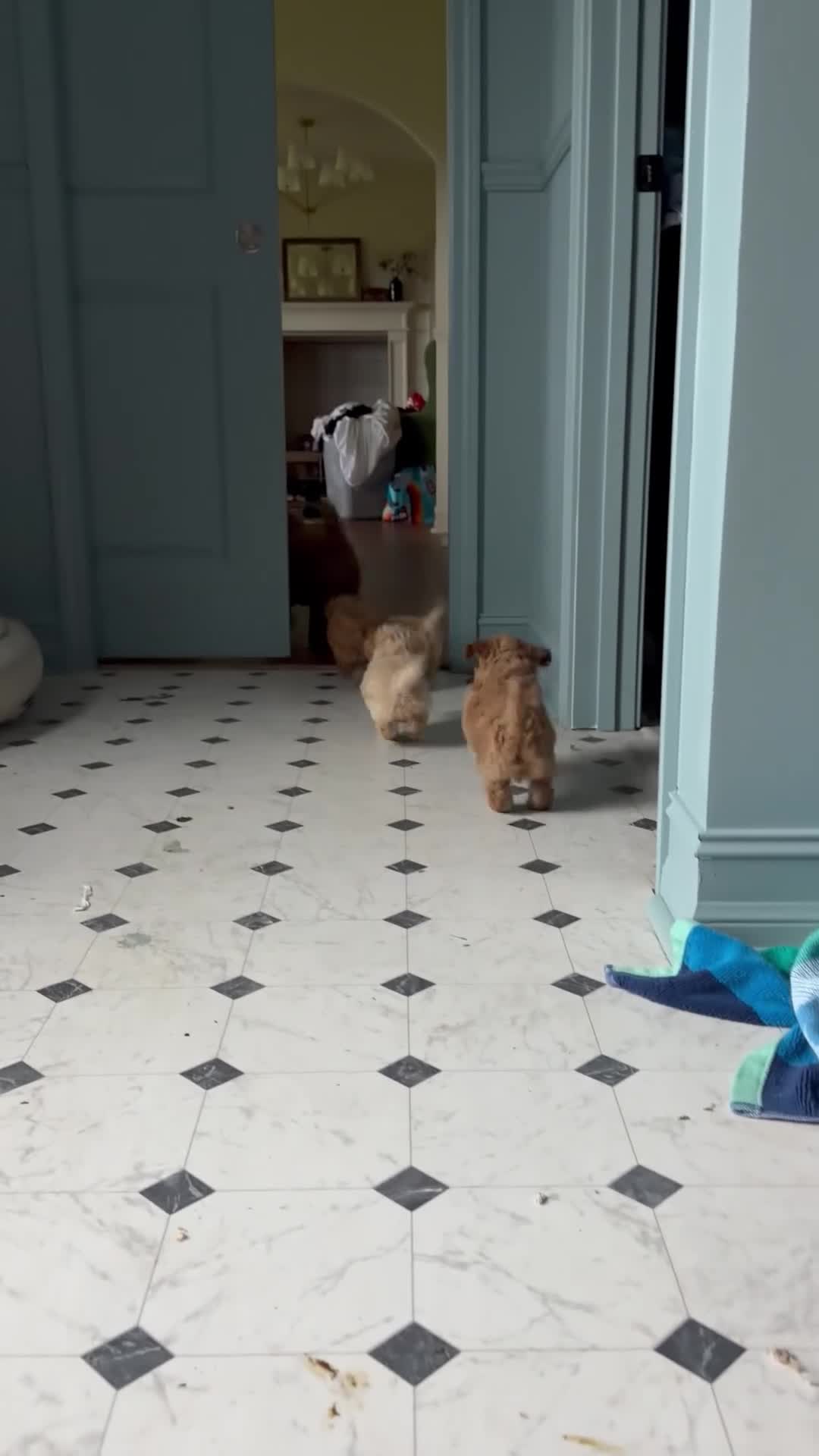 Maltipoo dogs for sale: Maltipoo 2 - Video 1