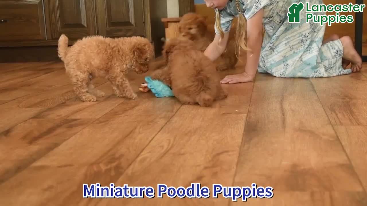 Miniature Poodle dogs for sale: Isabella  - Video 1