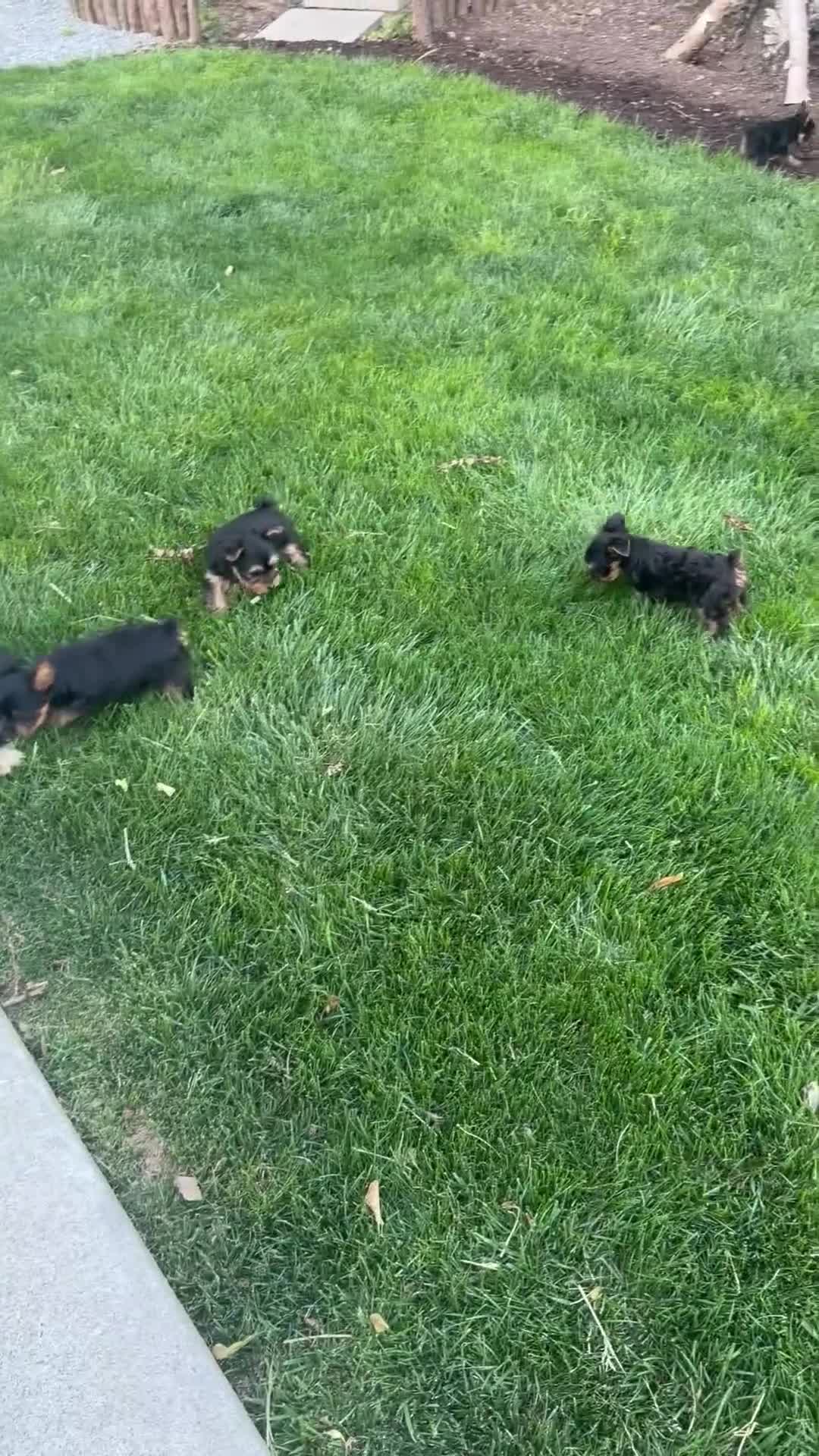 Yorkshire Terrier dogs for sale: Yorkshire Terrier Puppy 1 - Video 1