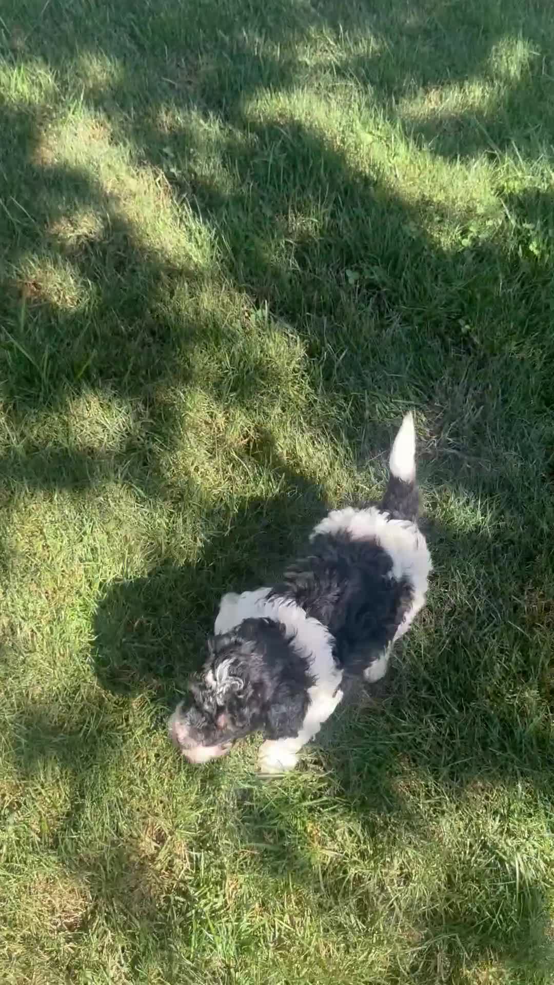Miniature Poodle dogs for sale: Hannah - Video 1