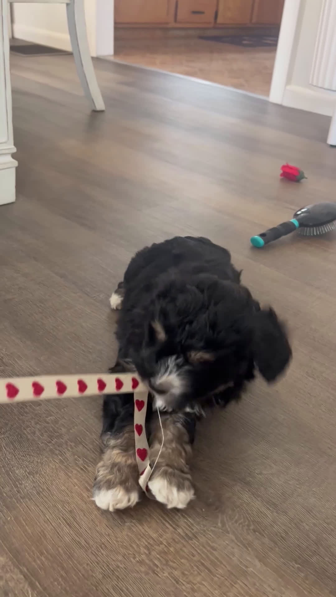 Mini Bernedoodle dogs for sale: Romeo - Video 1