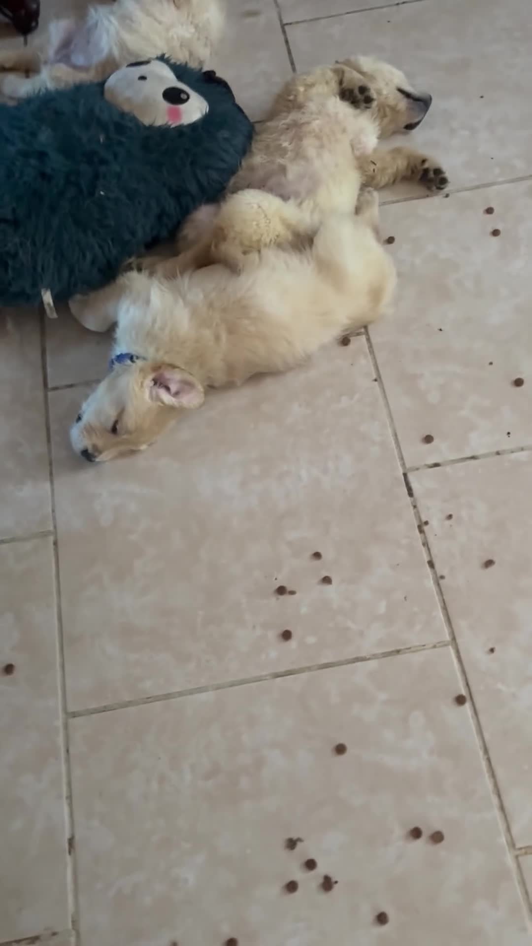 Golden Retriever dogs for sale: Nova - Video 5