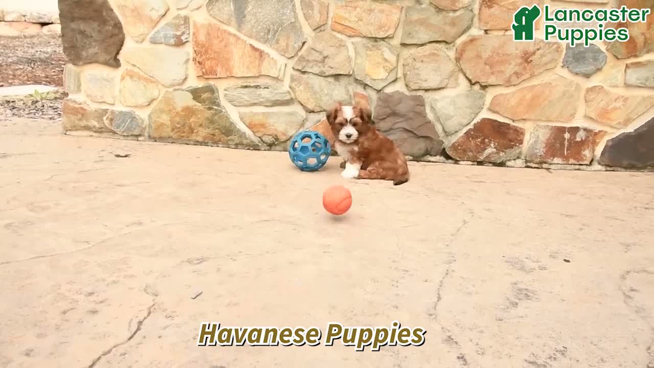 Havanese dogs for sale: Patches - Video 1